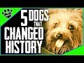 5 Canine Heroes That Changed History