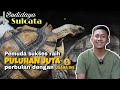 Sulcata Tortoise Breeding