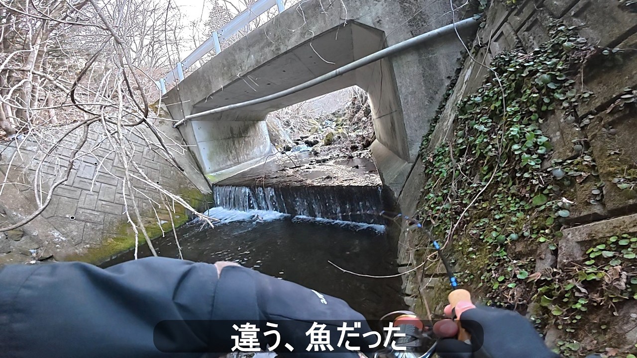 渓流解禁早々ゴミ引っかかったと思いきやでっかいフィッシュ！！