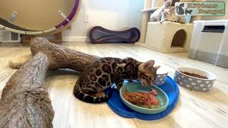 Bengal kitten eats fresh meat | Reginamur Bengal Cat’s Cattery | Bengal Kittens for sale