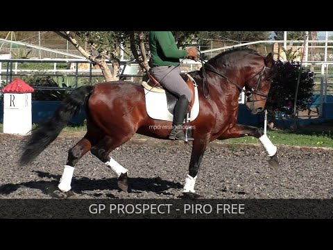 **SOLD** GP Prospect PRE Stallion 2017 - 1,62 cm (#MP611)