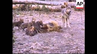 USA - Efforts to save grey wolves