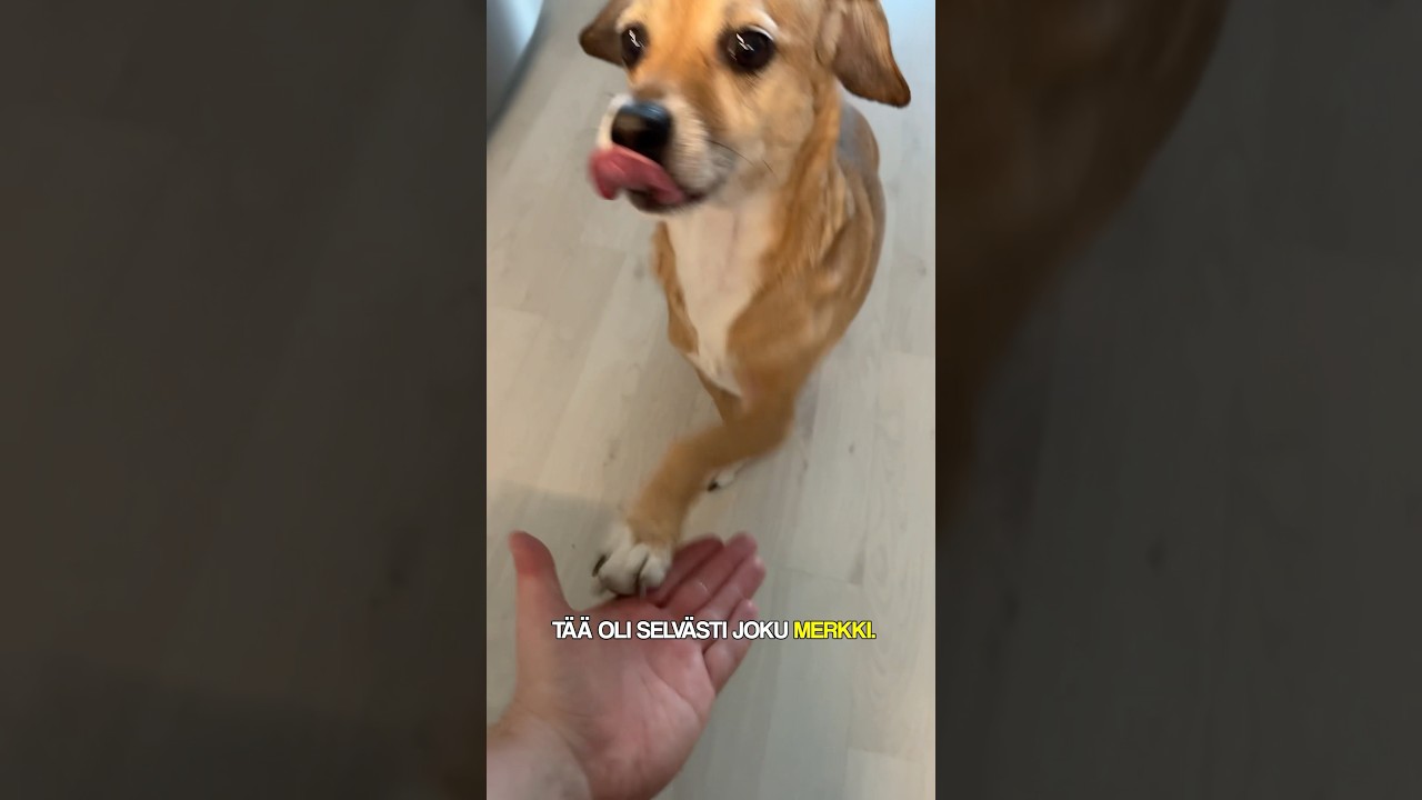 Suklaatarjous 🍫🍫🍫