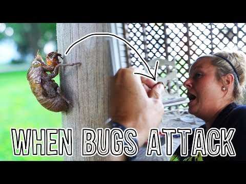 WHEN BUGS ATTACK