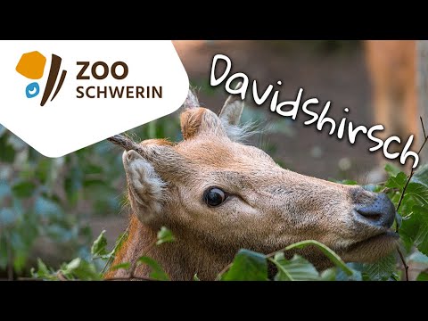 Davidshirsche - Zoo Schwerin - Best of #zoolidarität 6