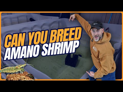 Amano Shrimp | Ultimate Amano Care Guide [Shrimp Saturday]