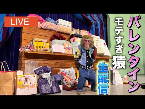 【チョコ100個以上】飼い主よりはるかにモテるお猿さんを一緒に愛でる生配信【バレンタイン】