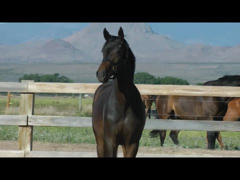 For Valour (For Romance II- Franziskus)