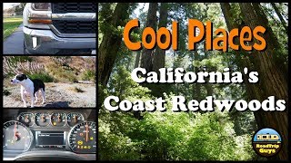 Eureka! California&#39;s Majestic Coast Redwoods