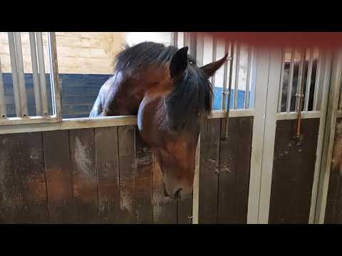 Alinaro vor dem Start im BBAG Auktionsrennen in Dresden