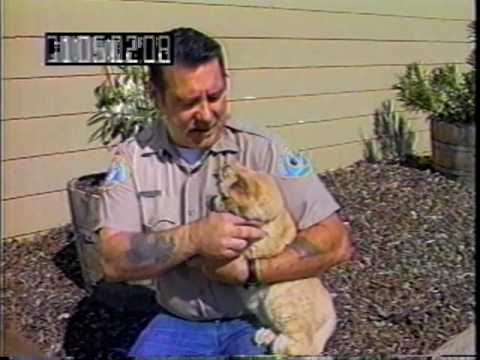 YouTube video about: Was pinky the cat ever adopted?