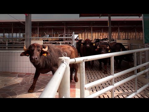 A Story Of Sustainability - Azienda Agricola Tempio