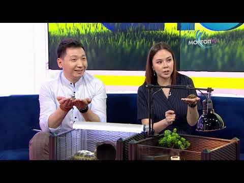 Өнөө өглөө - Яст мэлхий хэрхэн тэжээх талаарх зөвлөгөө