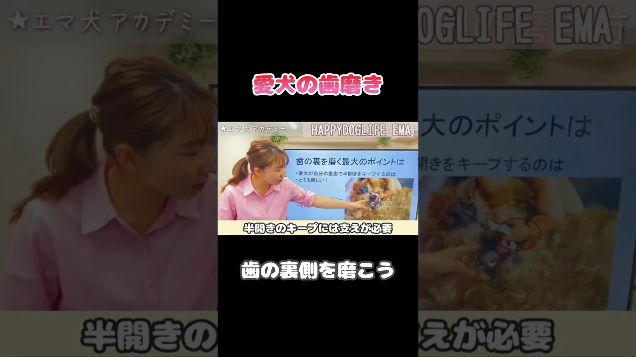 【犬 お手入れ】愛犬の歯磨き！ここまで磨けたら最高！！犬のしつけエマチャンネル【犬のしつけ＠横浜】#犬しつけ#横浜しつけ教室 #お手入れ#歯磨き
