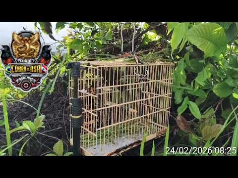 Curió cobra de asa pegando pardo em nova esperança do Piriá 