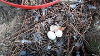 Naissance d'un petit pigeon bleu de Gascogne