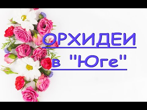 ЧУДЕСНЫЙ завоз ОРХИДЕЙ в "Юге":"Лас-Вегас",10.02.21,Самара,Авиационная,8.Phalaenopsis 'Las Vegas'.