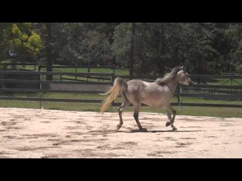 Russell Black - Simeon Stud Fillie