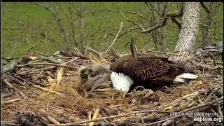 Decorah North Nest 4-19-24 Mr gets tossed around by the wind