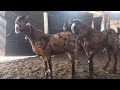 Sirohi Goat Crossing Crossing