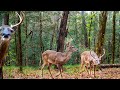6 Months Of Deer Trail Camera Videos Alabama Wildlife