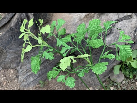 ABC TV | How To Make Filler Paper Flowers #35 With Crepe Paper - Craft Tutorial