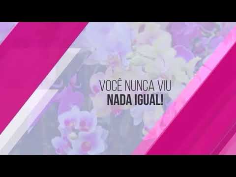 Vt- festival de orquídeas/  Fs VoiceOver