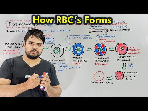 Erythropoiesis: Process of Production of Red Blood Cells (Hematopoiesis)