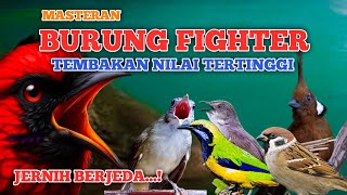 Download lagu BURUNG FIGHTER AUTO EMOSI‼️ Masteran Jernih Nilai Tertinggi AUDIO JERNIH BERJEDA mp3