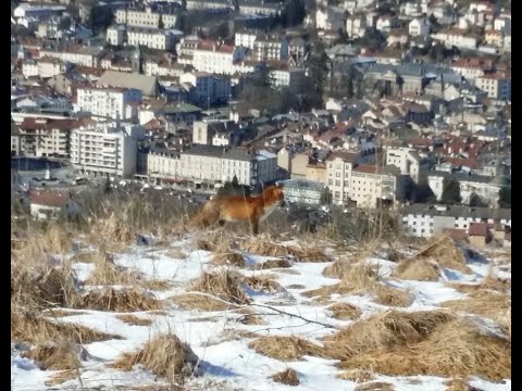 Renard en chasse d'un Campagnol