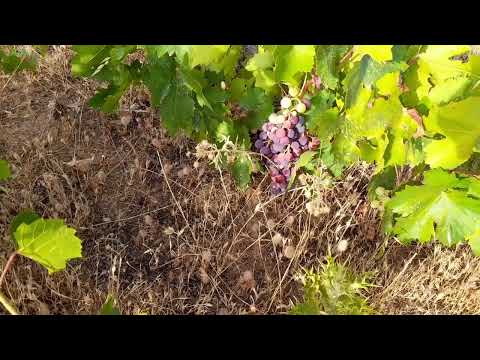 idorar narif nag zanaye 18 08 2022