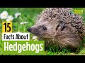 15 Facts About Hedgehogs - Learn All About Hedgehogs - Animals for Kids - Educational Video