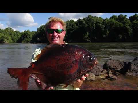 Catching Fish in Dreams - Meaning & Interpretation