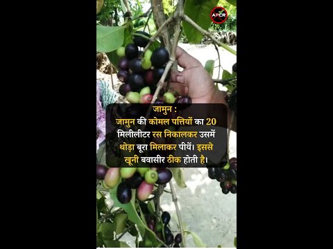 Hemorrhoids treatment with natural and home remedies Jamun #pilesclinic #antipiles #pilescare #piles