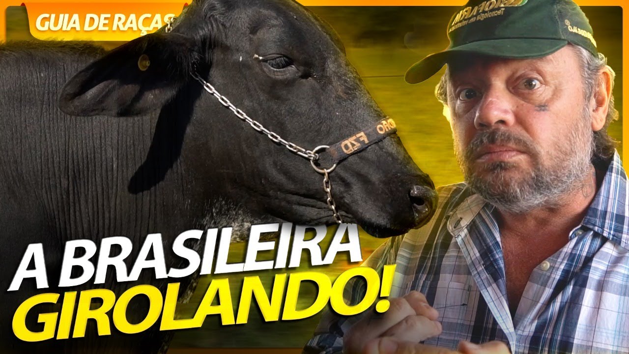 GIROLANDO, A RAÇA BRASILEIRA QUE É A MAIS VERSÁTIL DO MUNDO! | RICHARD RASMUSSEN