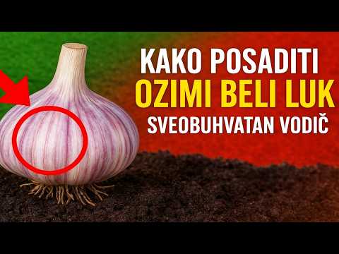 Kako posaditi ozimi beli luk: Sveobuhvatan vodič za siguran i bogat rod koji stiže već u septembru.