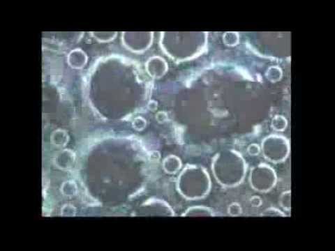 Chris Cohen // Optimist High YouTube Thumbnail