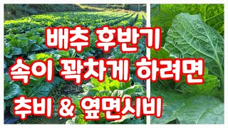 배추 후반기 속이 꽉차게 하려면 [배추재배방법]