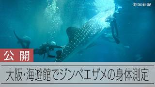 大阪・海遊館でジンベエザメの身体測定　30年以上続く恒例行事