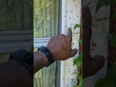Tito Window Cleaning Services video.