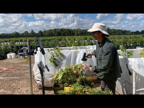 StashStock's CannaScale at an outdoor cannabis grow during Croptober