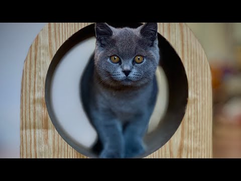 Microchipping and vaccination for Caloy