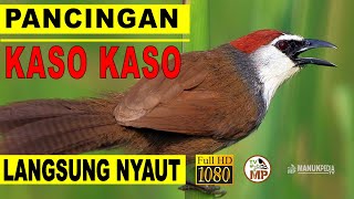 Download lagu pancingan bunyi kaso kaso gacor dijamin langsung nyaut mp3 Download lagu pancingan bunyi kaso kaso gacor dijamin langsung nyaut mp3