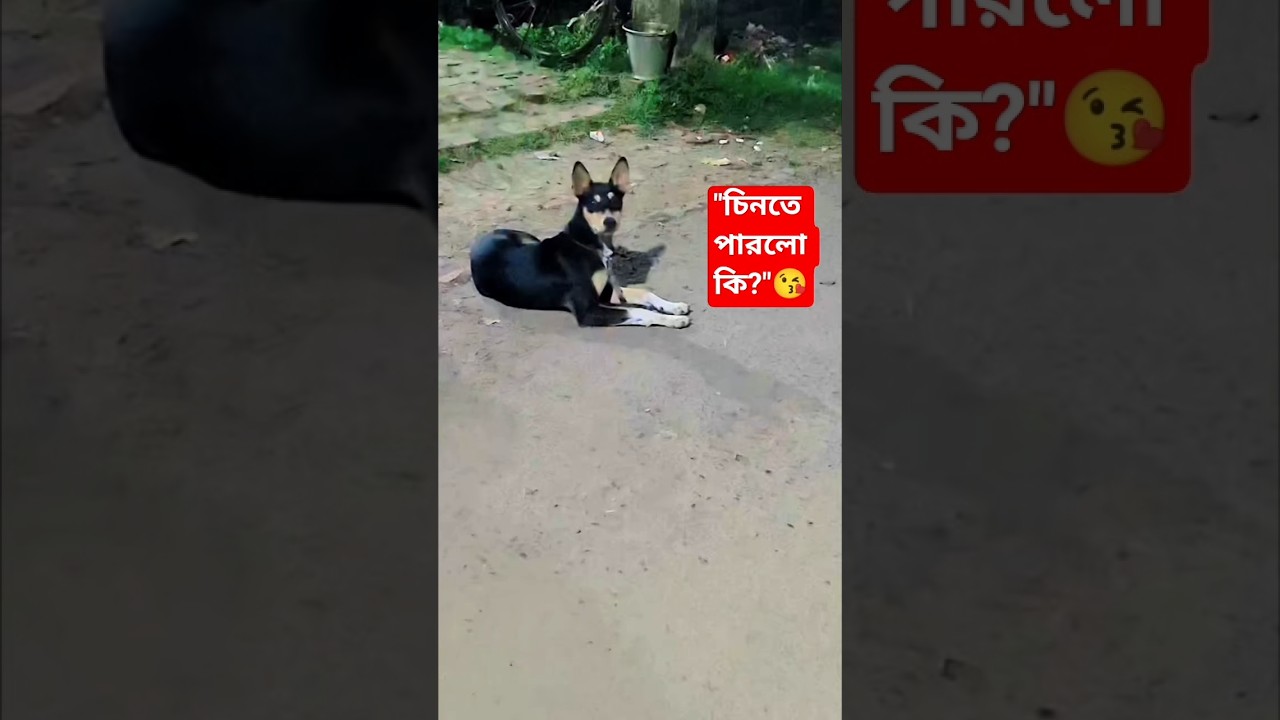 চিকু কি আমাকে চিনতে পারবে? 🤔 #shorts #chiku #doglover #trending