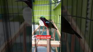 Download lagu Kolibri ninja Damer (Dada Merah) isian mewah #koningacor mp3