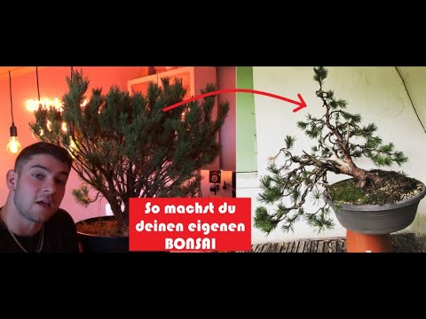 From Bush to Bonsai: Waldkiefer Teil 2 (2/2) - Äste setzen und gestalten, Bonsai für Anfänger