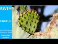 Swim - Cactus (1990)