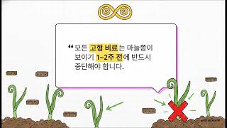 비대기에서 수확기까지 마늘 다조아 시비법: 완벽한 마늘 재배의 모든 것, 마늘쫑 10센티되고 5일 간격으로 …