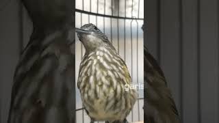 Download lagu Suara cucak rawis gacor nembak mp3