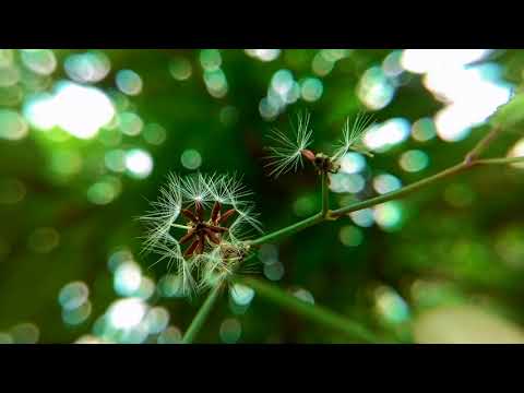 Gọi tên - Triều Linh